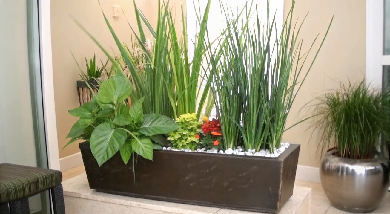 renta de plantas para decoracion de eventos