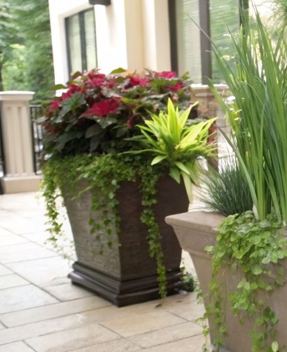 renta de plantas para decoracion de eventos